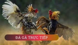 Cách Chơi Đá Gà GA28 Tại AV88 Rinh Tiền Tỷ Về Tay