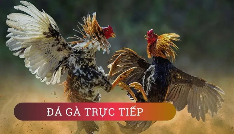 Cách Chơi Đá Gà GA28 Tại AV88 Rinh Tiền Tỷ Về Tay